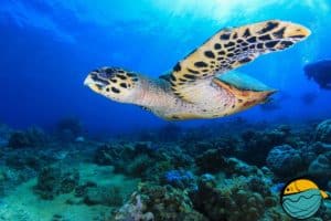 sea turtle of the Balinese ocean