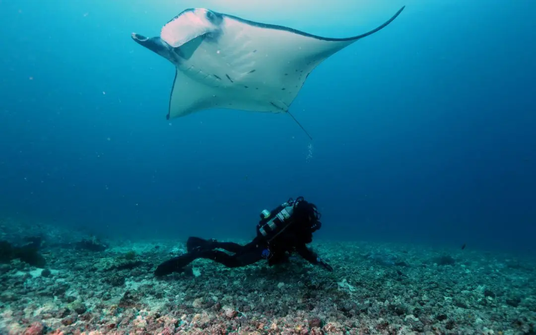 The majestic Manta Ray