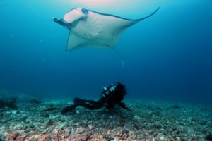 raie manta nusa penida