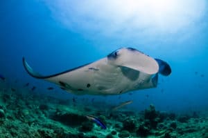 Manta ray bali