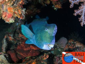 Poisson perroquet à bosse