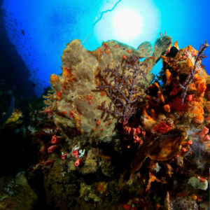 frogfish