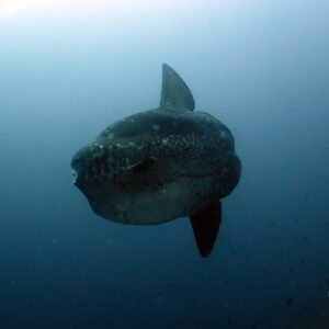 Mola Alexandrini